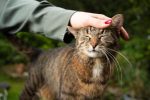 tabby shorthair cat getting stroked by female pet owner outdoors in the garden tabby shorthair cat getting stroked by female pet owner outdoors in the garden